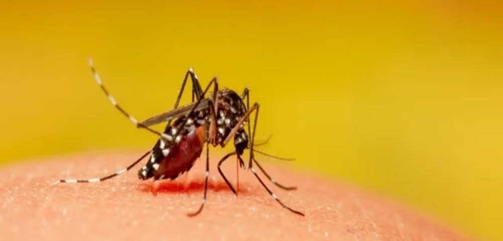 dengue in punjab