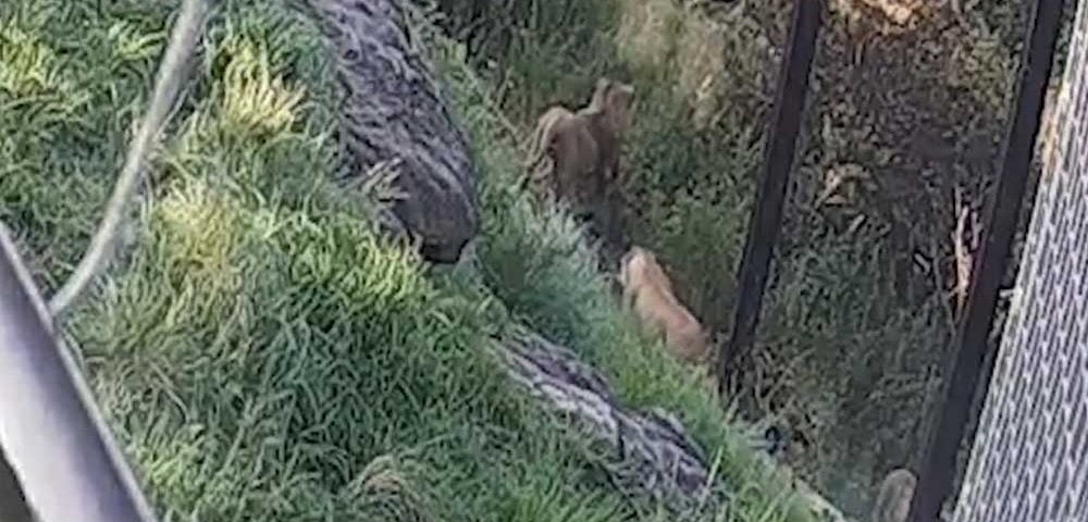 sydney-zoo-lions-run-away-footage