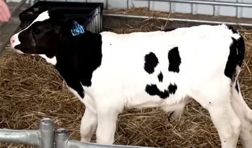 Austrilan-cow-baby-happy1